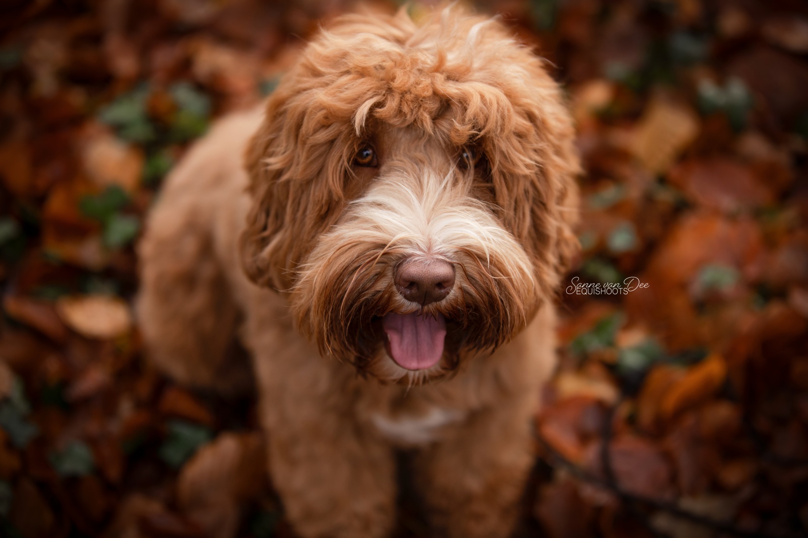 labradoodle teddy